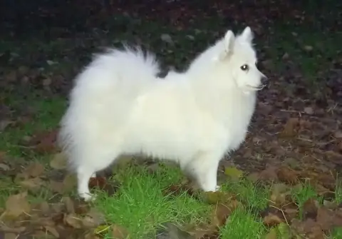 Spitz Japonais  Chiot N°2 De La Petite Montagne Couro c6a80 photo 3
