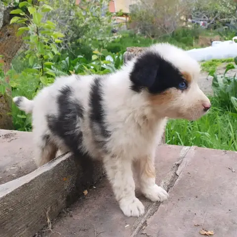 Berger Australien  Chiot N°6 Bleu Merle De La Campagn e519f photo 3