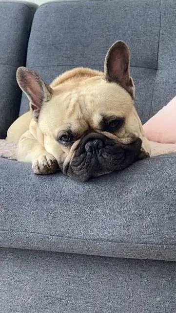Bouledogue Français  Bubu De La Fougue Du Marais photo 3