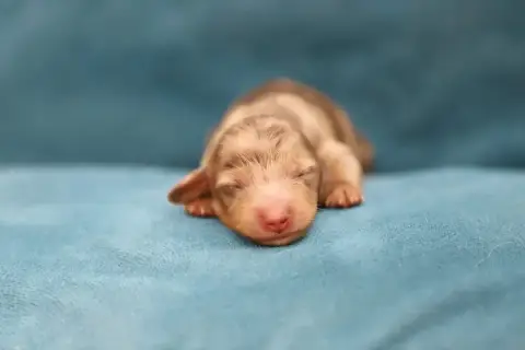 Teckel Poil Long 
                        Chiot 4 She c698f