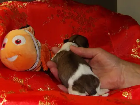 Shih Tzu  Chiot N°3 Du Paradis D'Indiana photo 2
