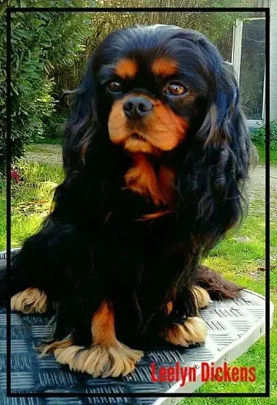 Cavalier King Charles Spaniel photo 2