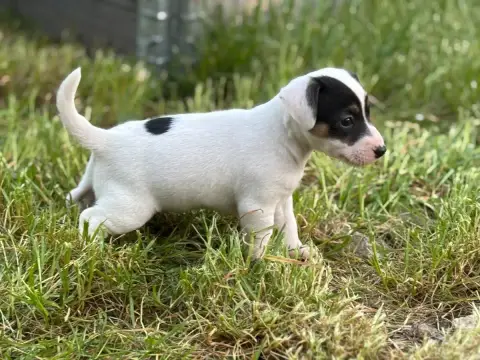 Jack Russell Terrier  Berny Du Domaine Des Pattes Dor 48a5b photo 2