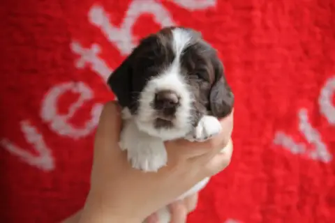 English Springer Spaniel  B Brush Master