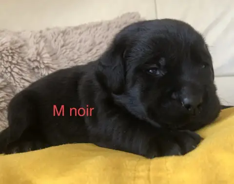Labrador Retriever  Chiot N°9 By Champs'Or