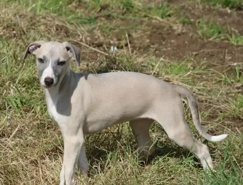 Whippet  Britney Des Brumes De Brocéliande