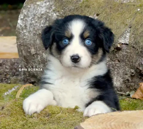 Berger Australien  Chiot N°5 Des Monts De La Gaya Sci b33cb