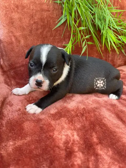 Staffordshire Bull Terrier photo 2