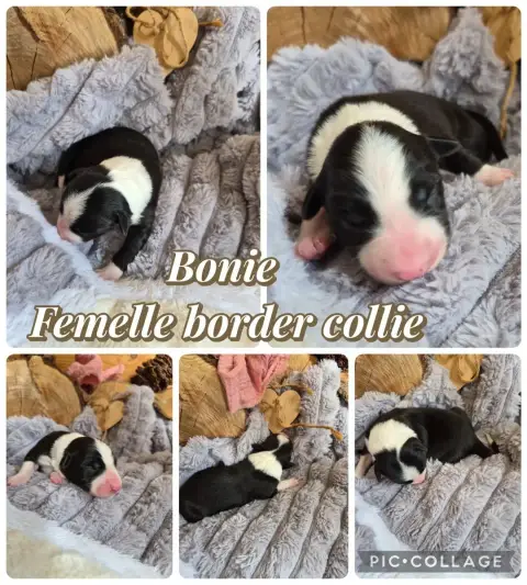 Border Collie  Bonie
