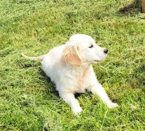 Golden Retriever  Brooke photo 2