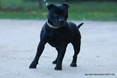Staffordshire Bull Terrier  Chiot N°2 Staffordland photo 2