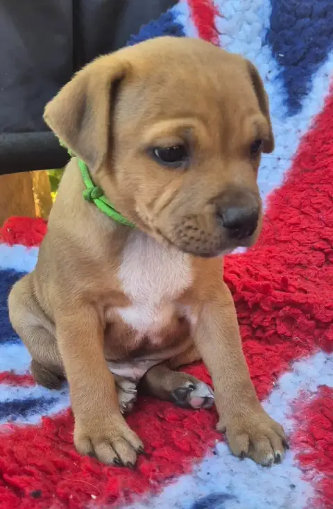 Staffordshire Bull Terrier 
                        B b9938 photo 2