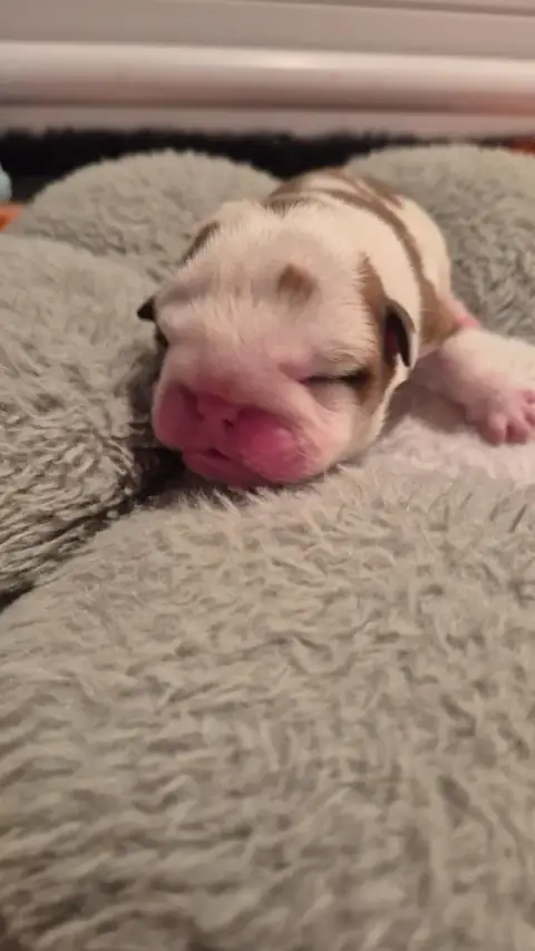 Bulldog Anglais  Bubble Gum D'Apadoka photo 2