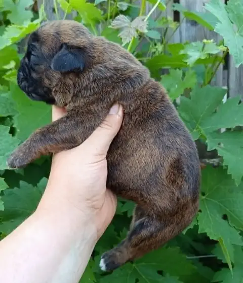 Boxer  Chiot 1 Des Gardiens De Chami photo 3