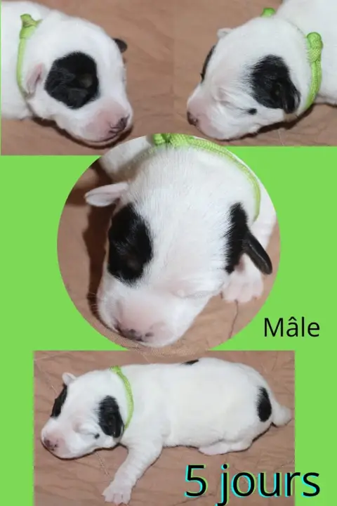 Parson Russell Terrier  Collier Vert Du Domaine Des P b735c