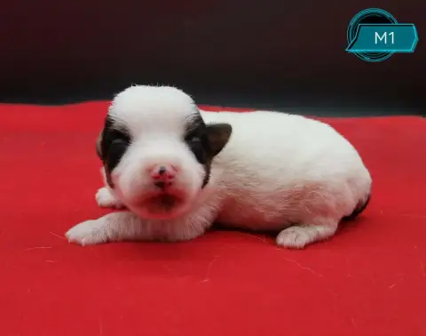 Adopter Jack Russell Terrier 
                        B.. Des 81038