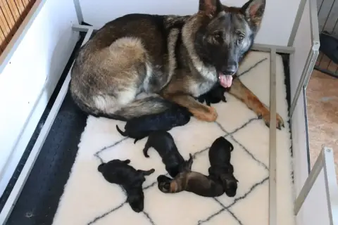 Berger Allemand  Chiot N°6 De La Horde De Fenrir