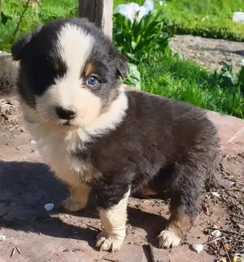 Berger Australien  Chiot N°3 De La Campagne De Poupie 17317