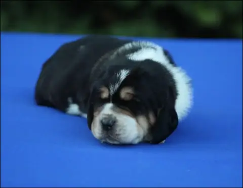 Basset Hound  Chiot 6 De La Flamme Sacrée D'Hestia