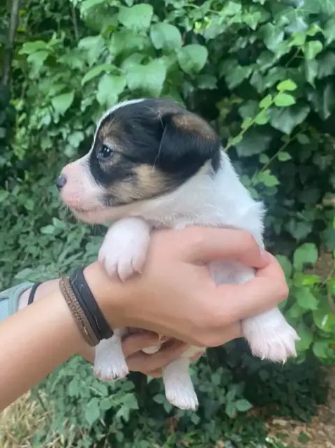 Jack Russell Terrier  Bamako De La Clé Aux Loups