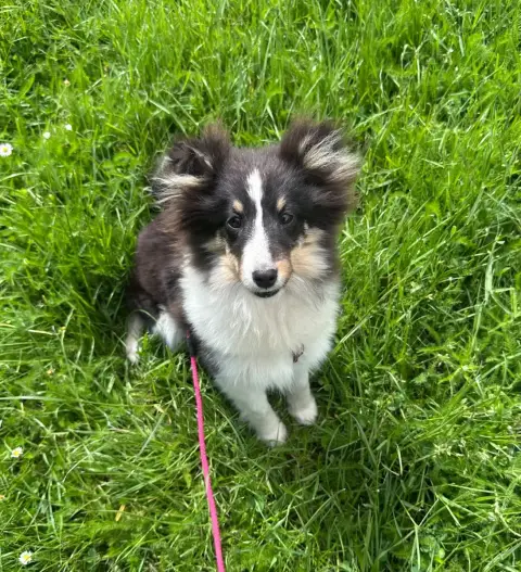 Shetland Sheepdog  Askell Dream From Highland'S photo 3
