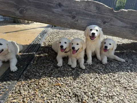 Golden Retriever  Chiot N°3 Des Joyaux Des Ki Millacs f82db