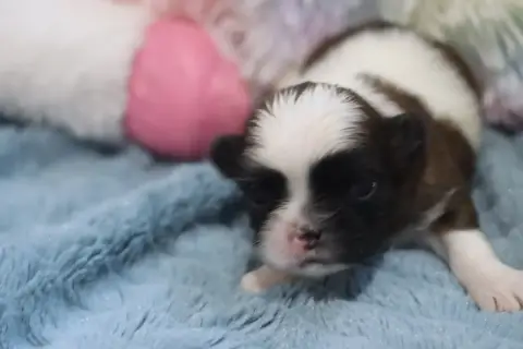 Shih Tzu  Bichette De La Ferme Des Mottes