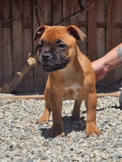 Staffordshire Bull Terrier  Chiot N°6 De La Furia Roj b5ece photo 3