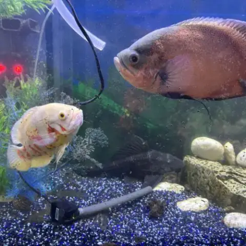 Cichlides Oscars