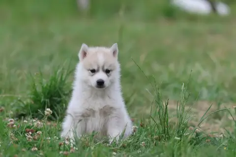 Siberian Husky  Chiot N°2 De Daybreak Northern photo 2