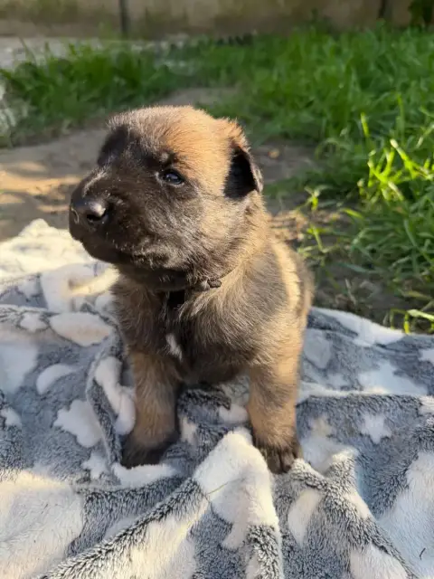 Berger Belge  Chiot N°5 Des Crocs De Calabre photo 2