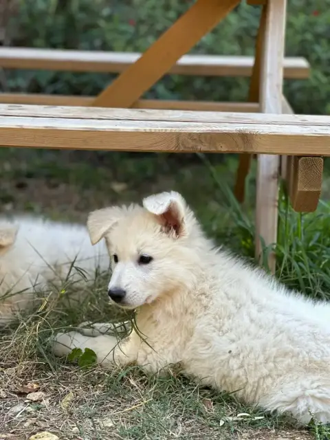 Berger Blanc Suisse  Femelle 1 Of Washita Ahow