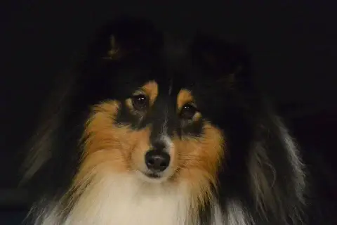 Shetland Sheepdog  Chiot N°1 Du Royaume D'Angélique 18115 photo 2