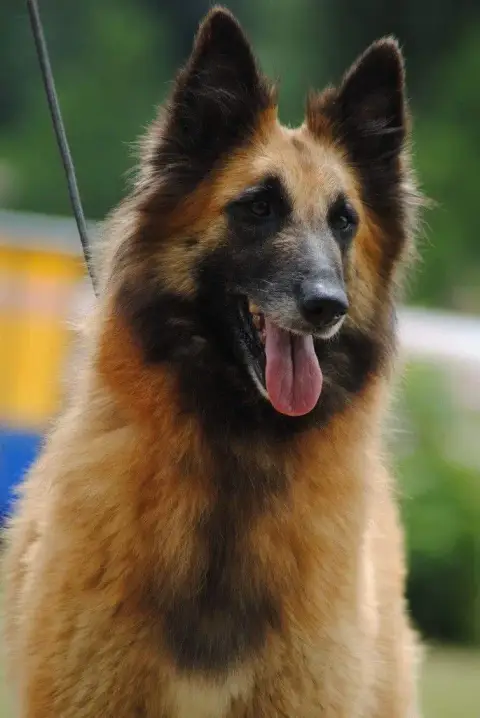 Berger Belge  Brise De L Empire Des Loups Celtes De L 8d22e photo 3