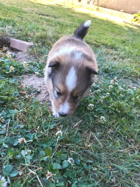 Shetland Sheepdog  Bruce Springsteen Du Val De Kiwita fc671