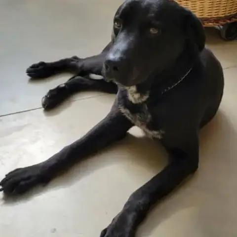 Chien Charly À L Adoption