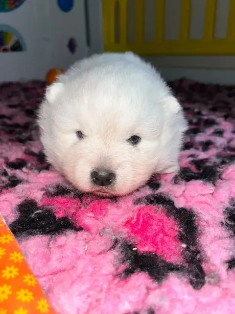 Spitz Japonais  Chiot N°2 Qc De Jerrie Black photo 3
