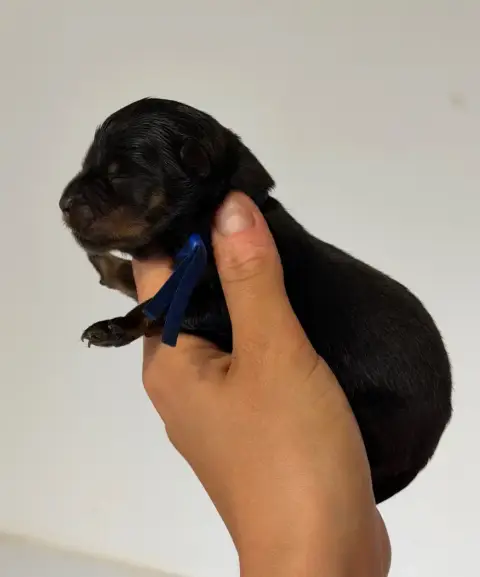 Rottweiler  Mâle Collier Bleu Foncé Du Domaine Des Dé f4151