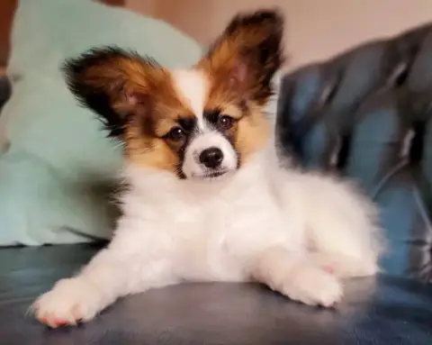 Epagneul Nain Continental (Papillon)  Chiot N°1 Beau  ddba4