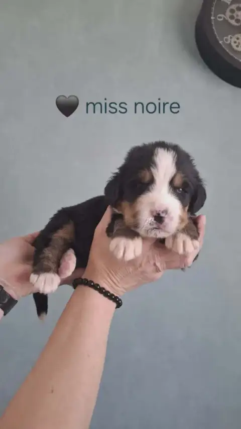Bouvier Bernois  Miss Noire Du Domaine Dolysnow