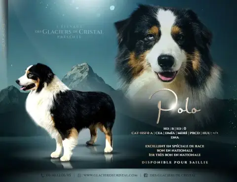 Berger Australien  Chiot N°2 Des Glaciers De Cristal df8ec photo 3