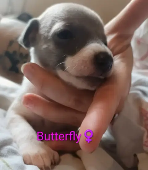 Whippet  Butterfly Hakuna'Matata Kipepeo