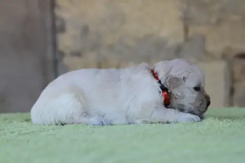 Golden Retriever photo 3