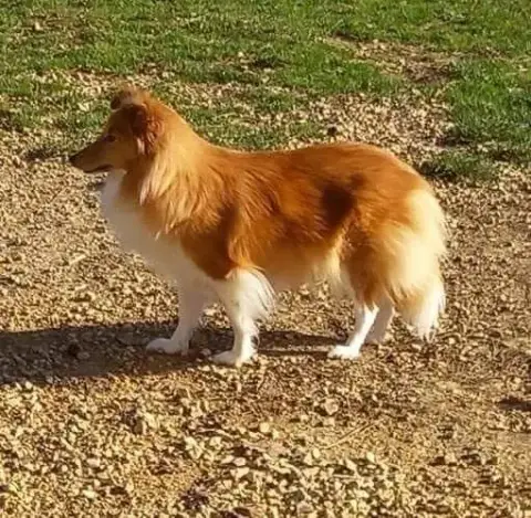 Shetland Sheepdog  Bleu Des Comètes Du Verger photo 3