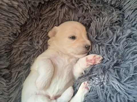 Coton De Tulear 
                        Chiot N°2 Du a47ce