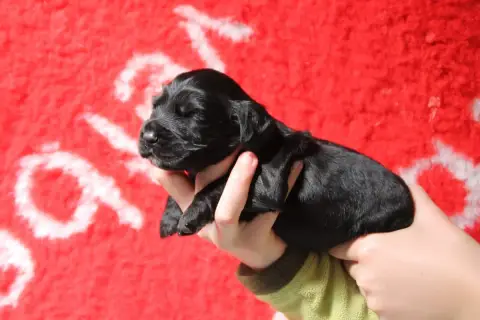 Cocker Spaniel Anglais  B Brush Master