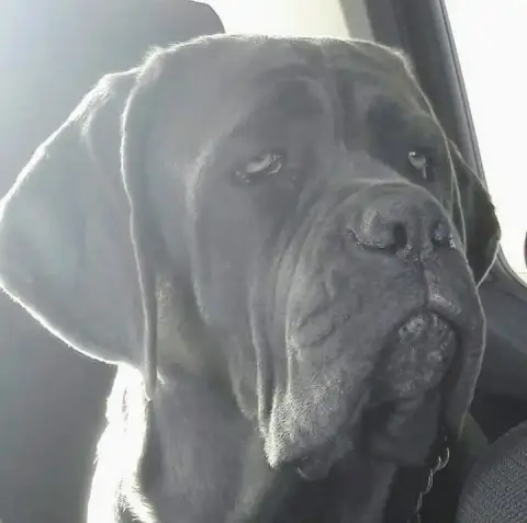 Cane Corso  Du Champ. Du Monde photo 3