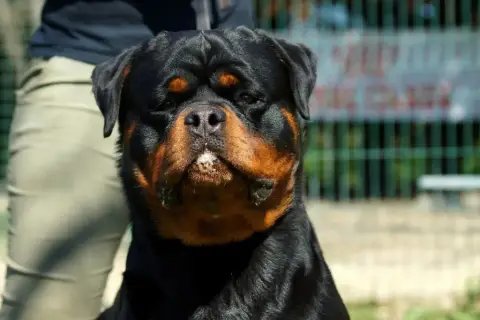 Rottweiler photo 3