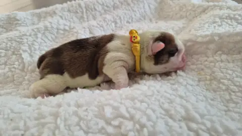 Bulldog Anglais  Banana Split D'Apadoka