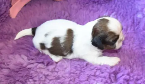 Shih Tzu  Chiot 2 B.............. De La Maison Du Rye de9f2 photo 3